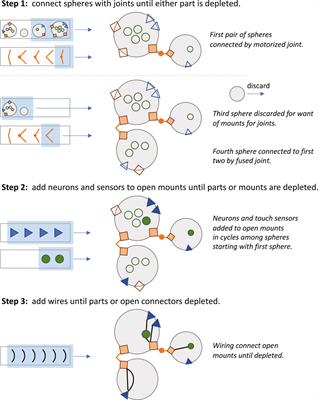 Embodied Computational Evolution: Feedback Between Development and Evolution in Simulated Biorobots